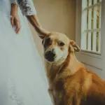 Cani al matrimonio? 7 consigli per gli invitati a 4 zampe!