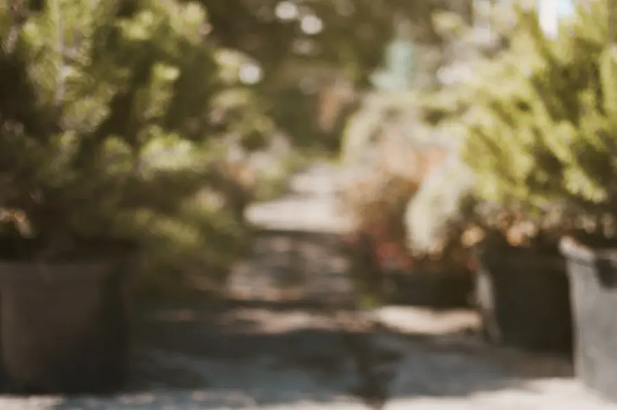 Consigli per la scelta di una fioriera