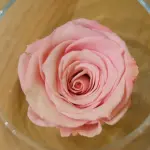 Bomboniere per Matrimonio? Scopriamo le idee con le rose stabilizzate