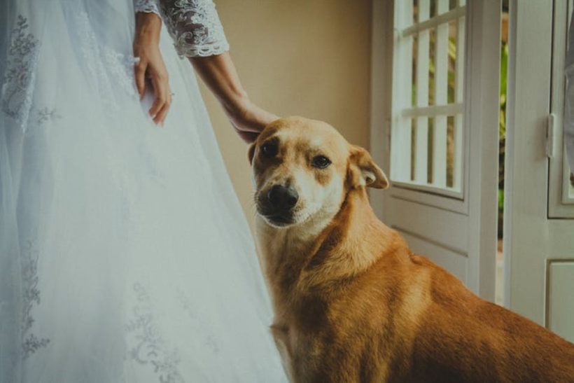 cani al matrimonio